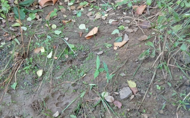 शहडोल: गोहपारू के जंगल में बाघ का हमला, चरवाहे की मौत; वन विभाग की भूमिका पर उठे सवाल