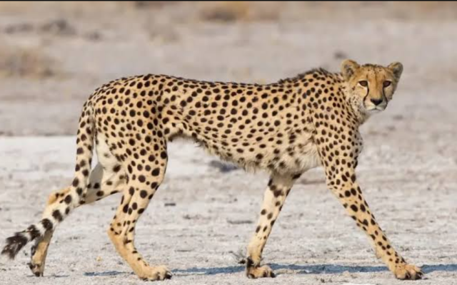 कूनो में चीते KNG22 की मौत पर बड़ी कार्रवाई, दो रेंजर समेत 6 वनकर्मी सस्पेंड; दो आरोपी गिरफ्तार